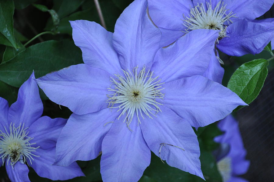 Purple Delight Photograph by John Mills - Fine Art America