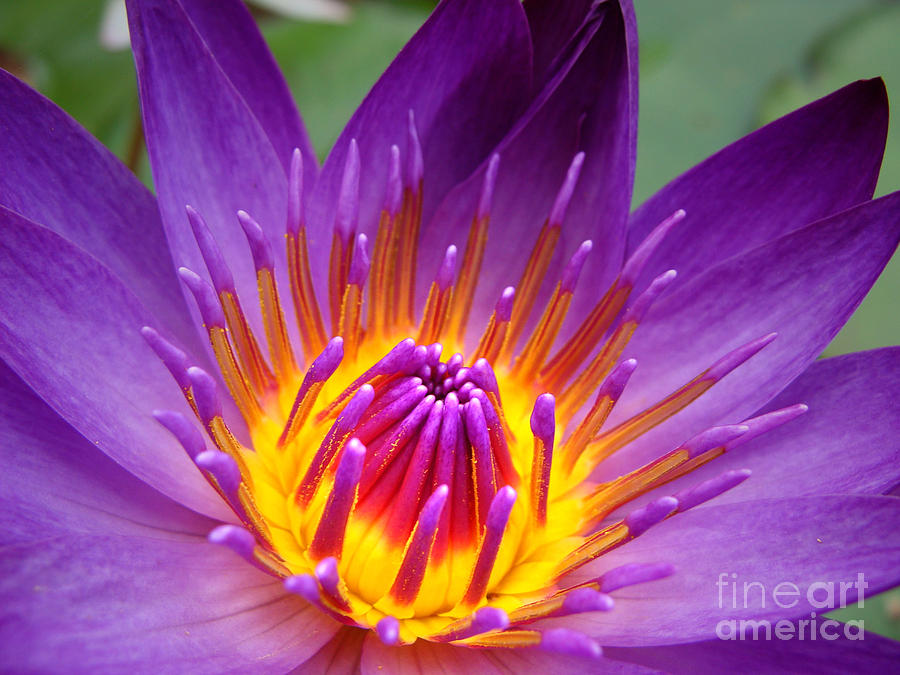 Purple Delight Photograph by Stacy Michelle Smith