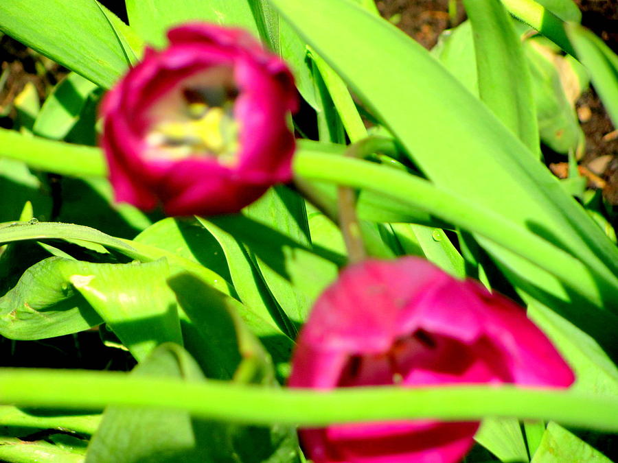 Tulip Photograph - Purple Delights by Amy Bradley