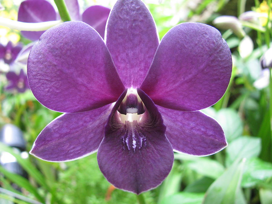 Orchid Photograph - Purple Dendrobium Orchid by Alfred Ng