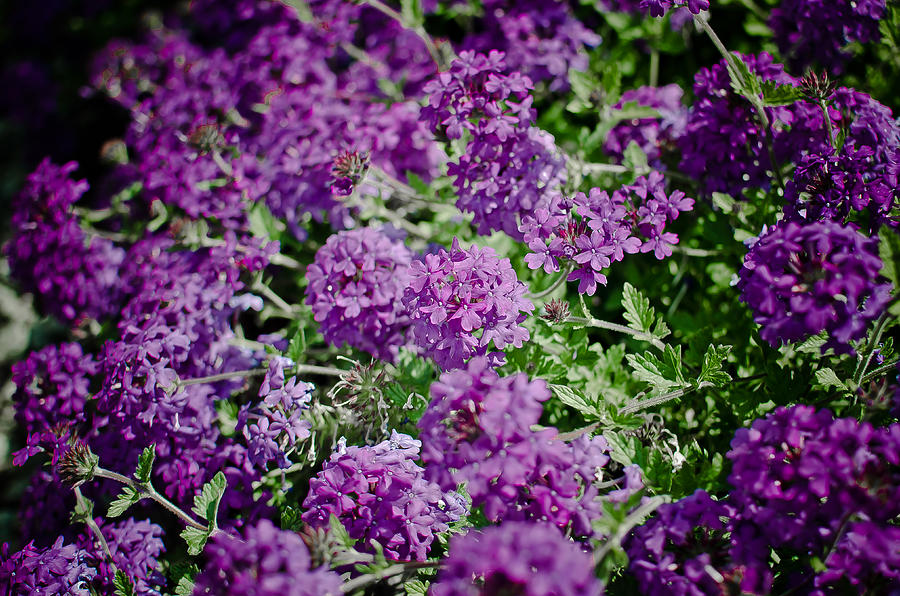 Purple Dream Photograph by Swift Family - Fine Art America