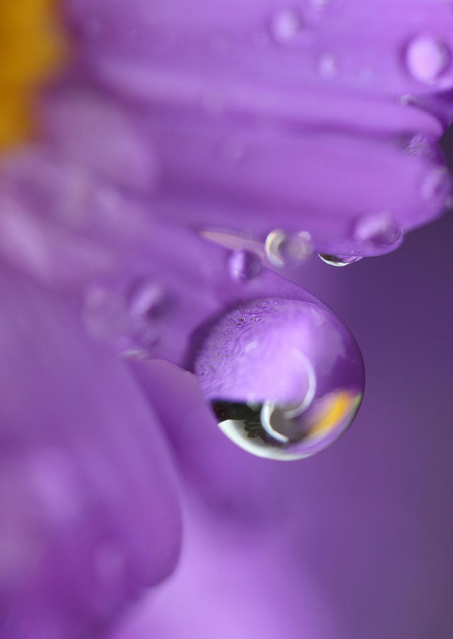 Purple drop Photograph by Irena Jurecic - Fine Art America