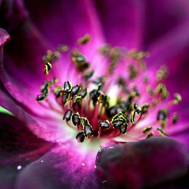 Nature Photograph - #purple #englishrose #rose #details by Zaqqy J