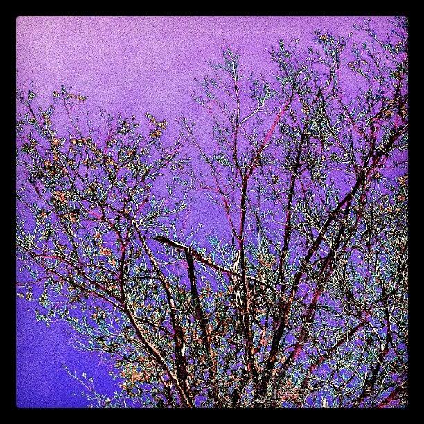 Tree Photograph - Purple Fall #abstract #android #autumn by Marianne Dow