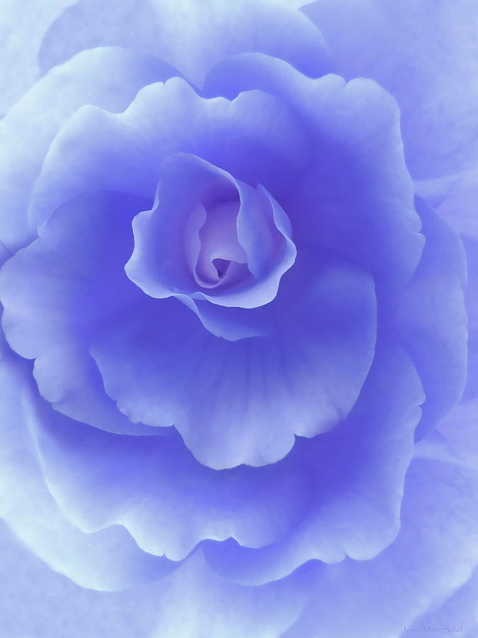 Purple Fantasy Begonia Flower by Jennie Marie Schell