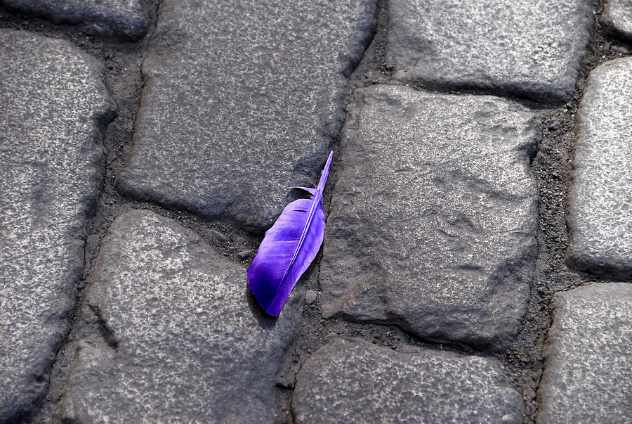 Purple Feather Photograph by Larry Mulvehill