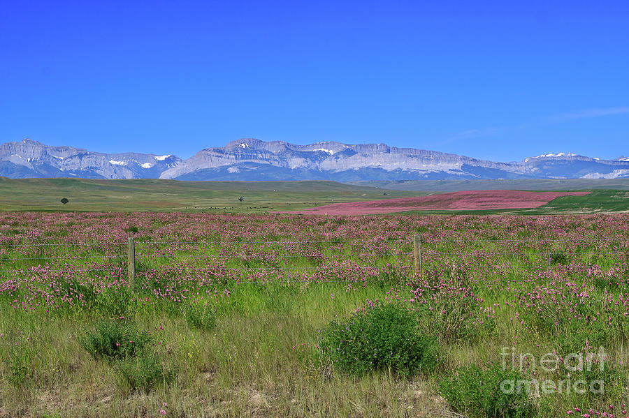 Landscape Photograph - Purple fields in Montana by Louise Heusinkveld