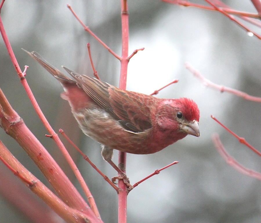 Finch Photograph - Purple Finch by Angie Vogel