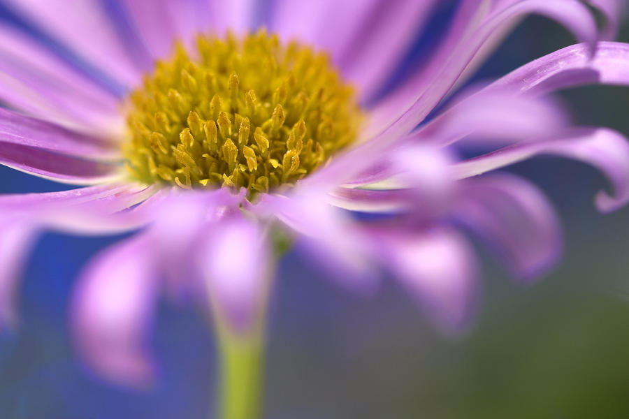 Purple floral Photograph by Al Hurley