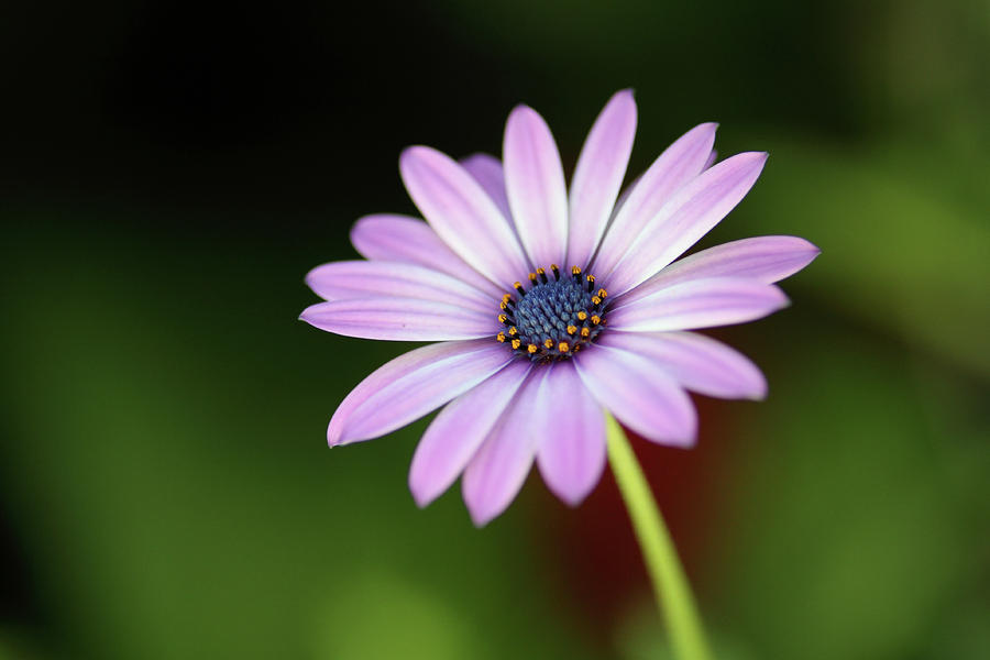 Purple Flower - Rise Up Photograph by Christopher Wilson | Fine Art America