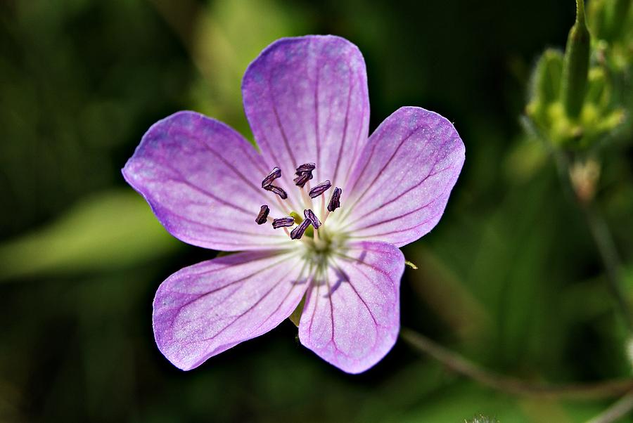 Purple Flower 1 Photograph by Joe Faherty