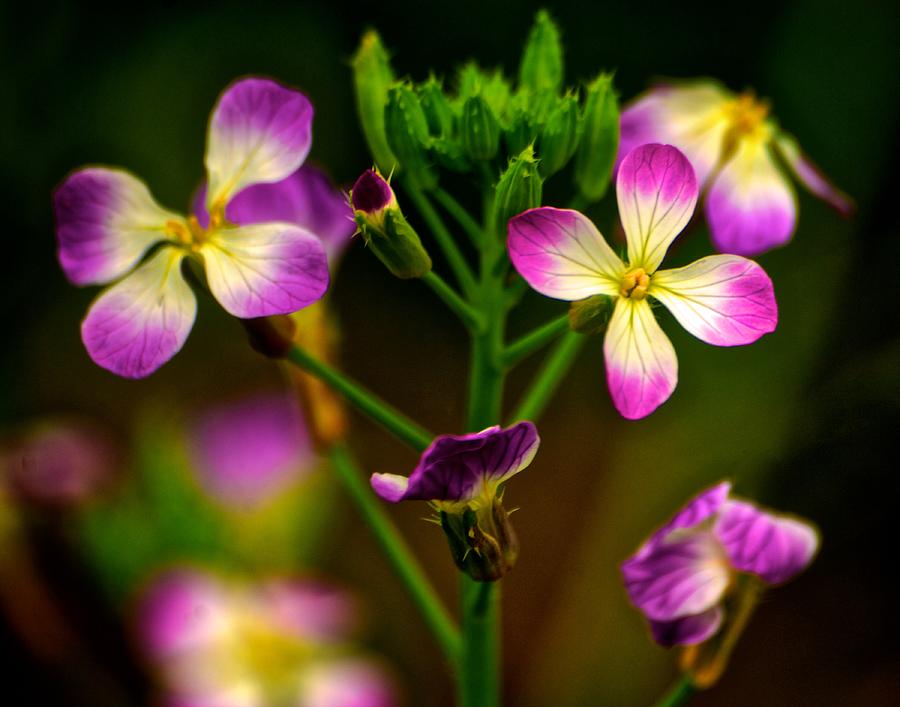 Purple Flower Photograph by Prince Andre Faubert