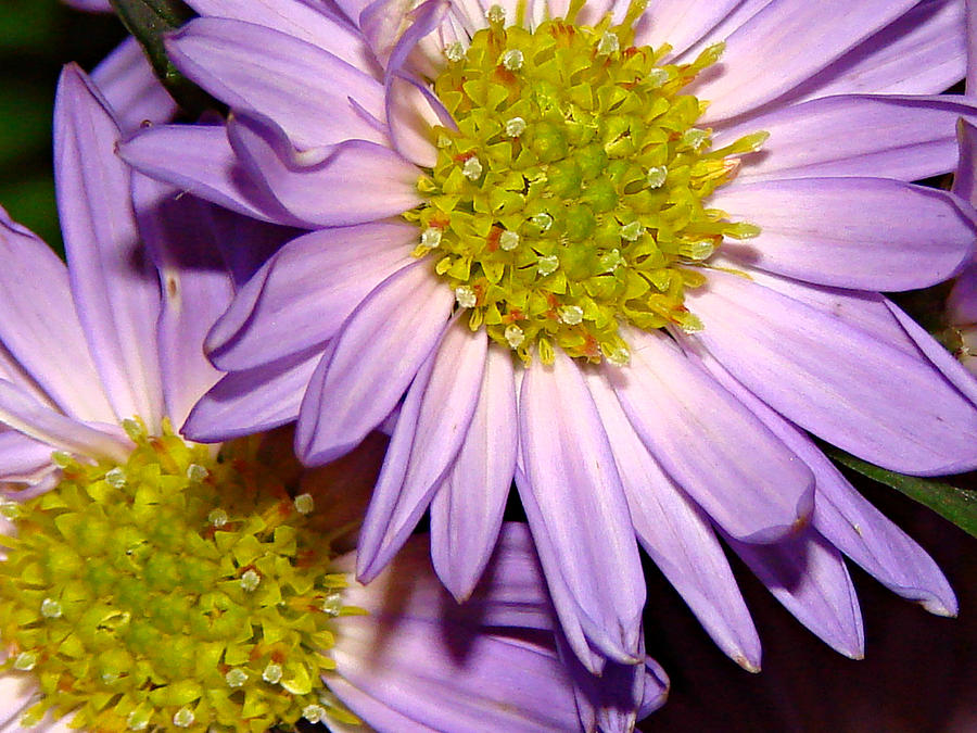 Purple Flower Photograph by Dark Whimsy