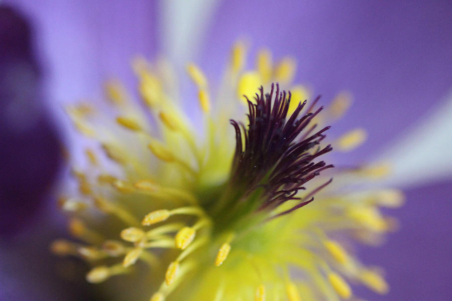 Purple Flower Center Photograph by Mark J Seefeldt