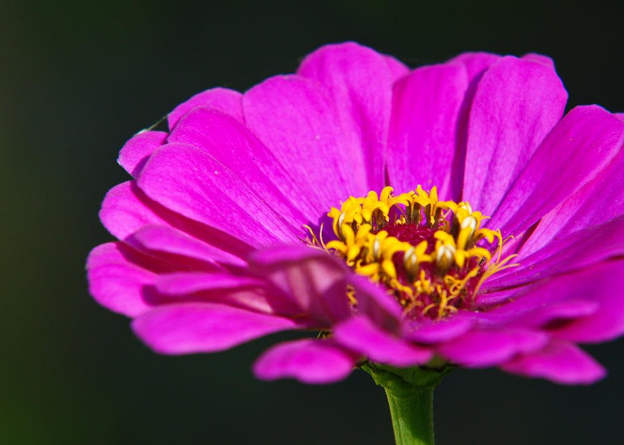 Purple Flower Close Up by Edward Myers