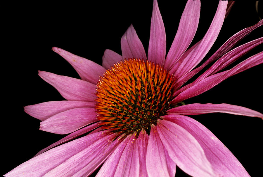 Purple Flower Photograph by Cornelis Verwaal