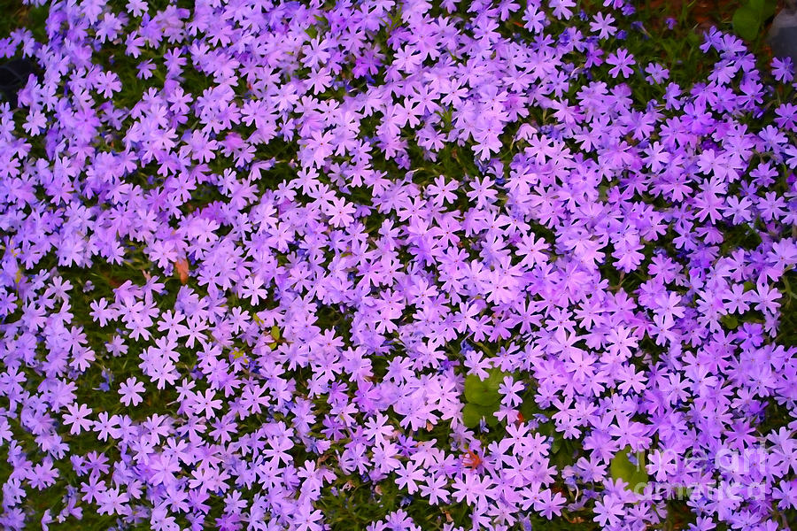 Purple Flower Cover Photograph by Susan Stevenson