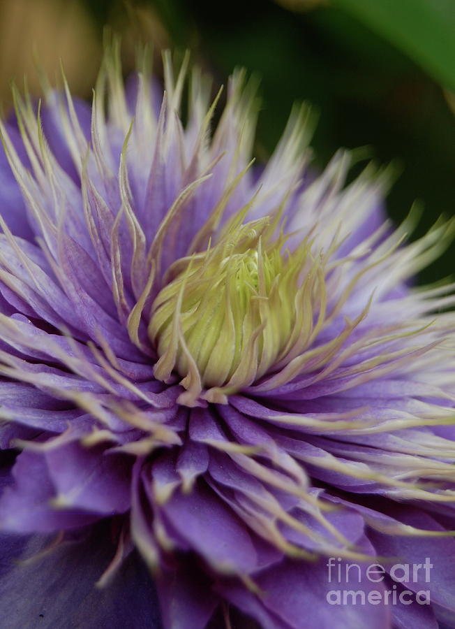 Purple Flower Photograph by Danielle Scott