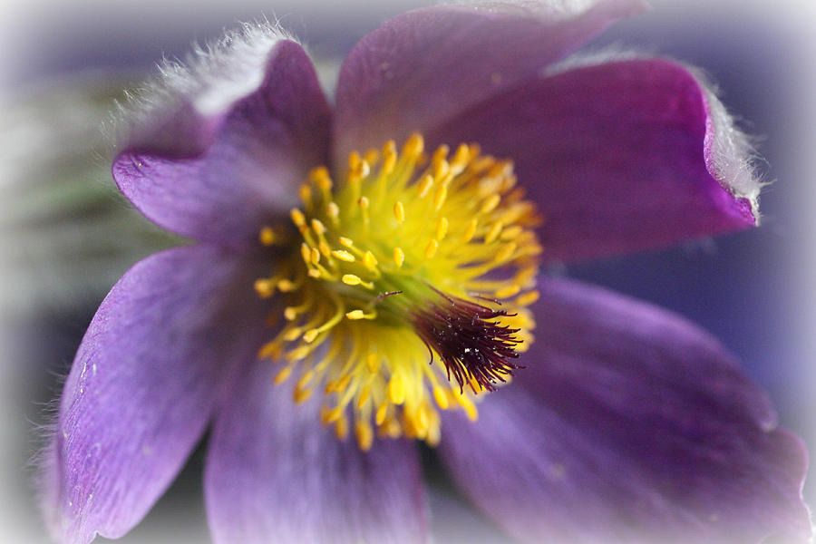 Nature Photograph - Purple Flower Frosted by Mark J Seefeldt