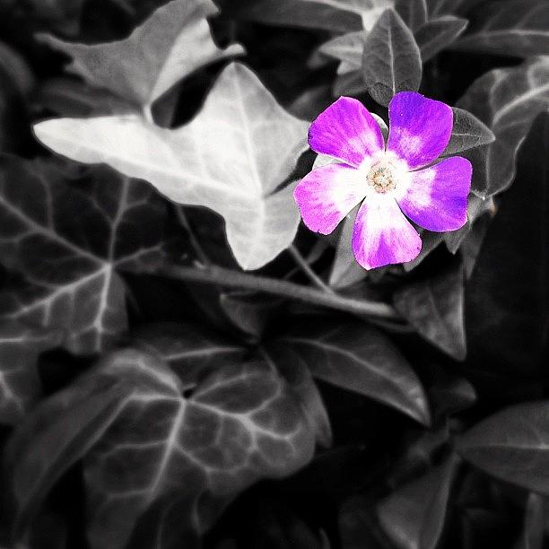 Flowers Still Life Photograph - #purple #flower #iphoneography by Manan Shah