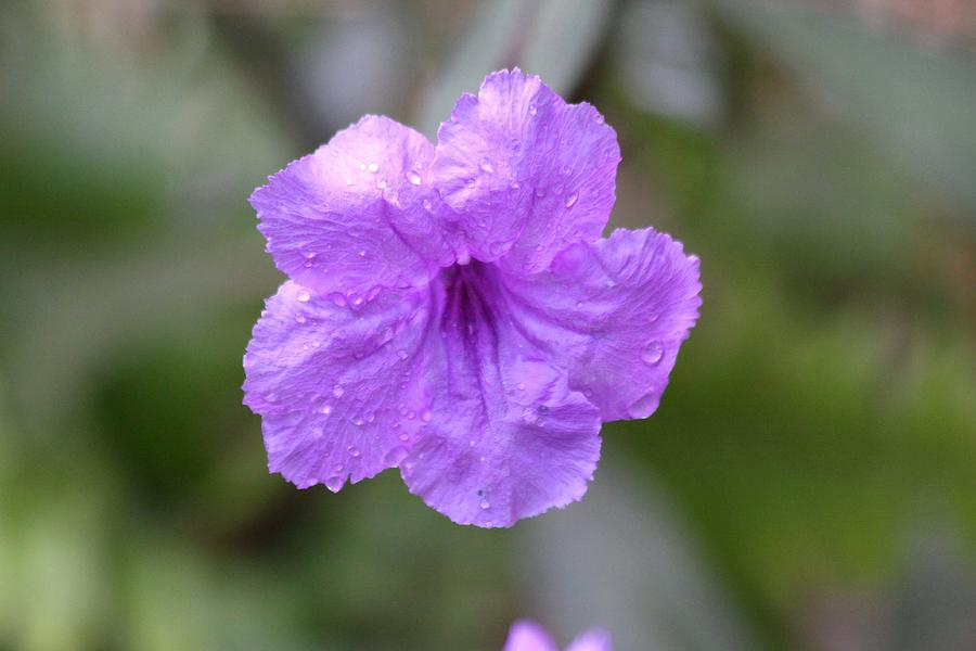Purple Flower Photograph by Jeanne Andrews