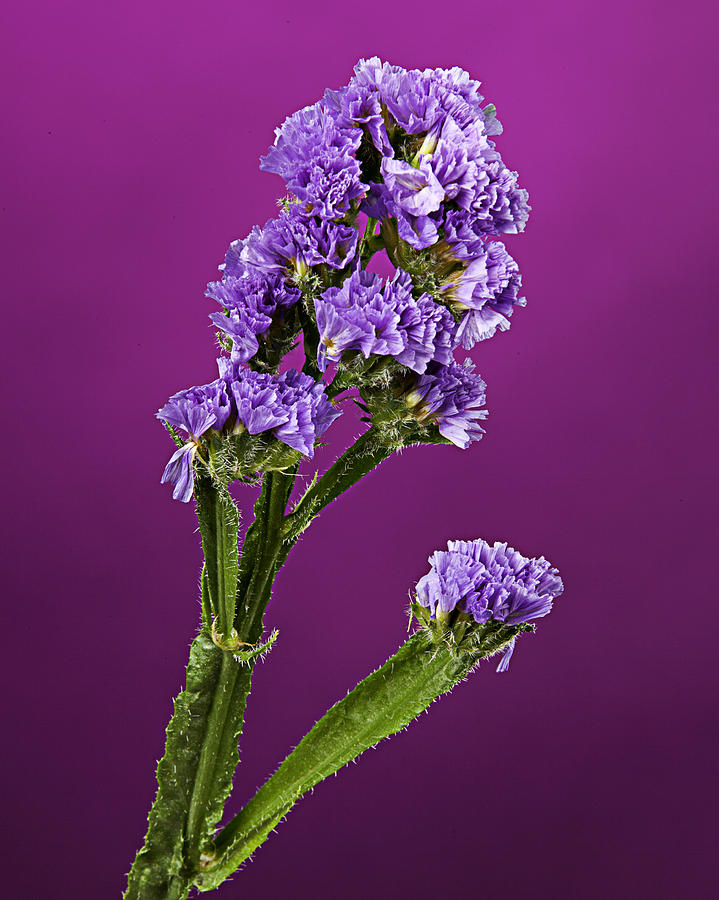Nature Photograph - Purple Flower by M K Miller
