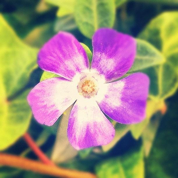 Purple Flower Photograph by Manan Shah