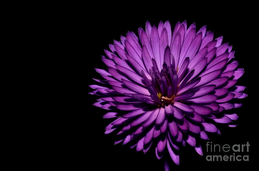 Purple flower Photograph by Mats Silvan