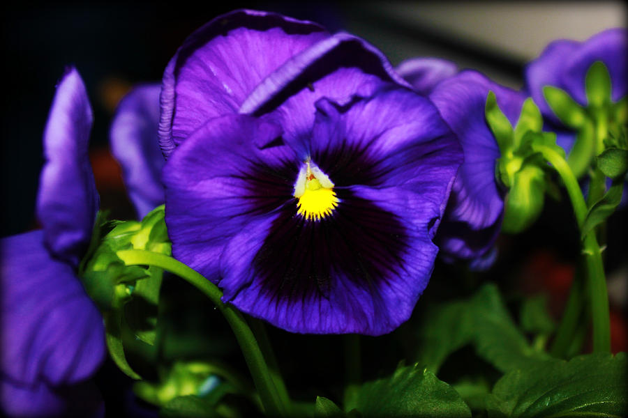 Flower Photograph - Purple Flower by Melissa Richter