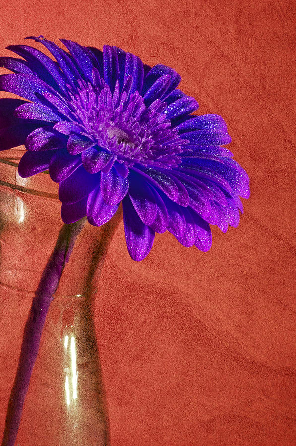Abstract Photograph - Purple flower by Nathan Wright