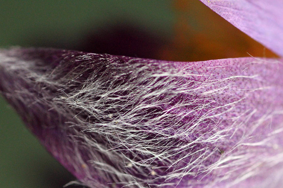 Purple Flower Petal Macro Photograph by Mark J Seefeldt