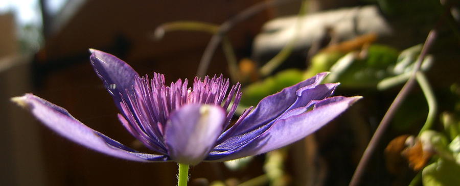 Purple Flower Photograph by Sharon Mick