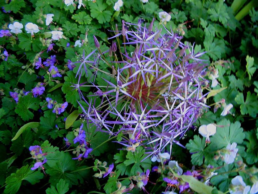 Landscape Photograph - Purple Flower Sphere by Mira Patterson