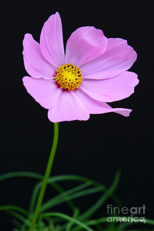 Purple Flower Photograph by Steve Javorsky