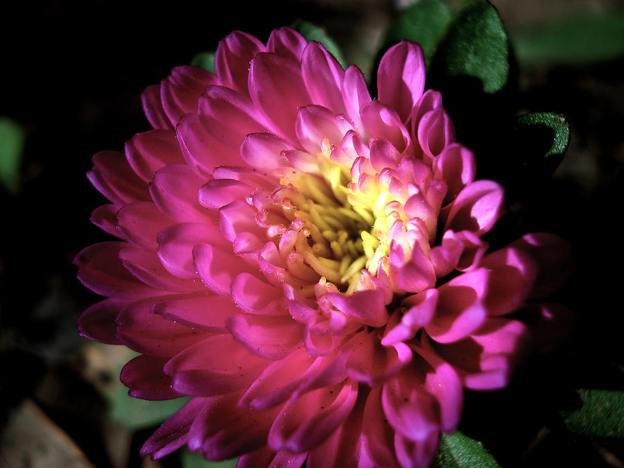 Purple flower Photograph by Sumit Mehndiratta