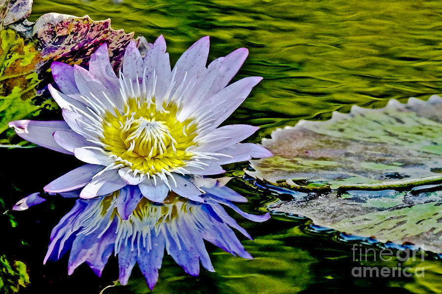 Purple Water Lily #2 Photograph by Carol F Austin
