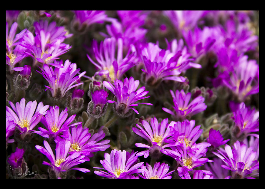 Purple flowers  card Photograph by Raffaella Lunelli