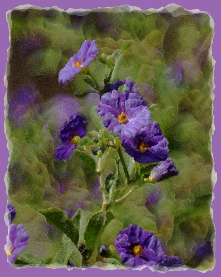 Purple Flowers Photograph by Ernest Echols