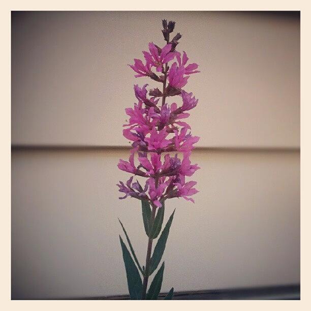 Flower Photograph - Purple #flowers by Heather Hogan