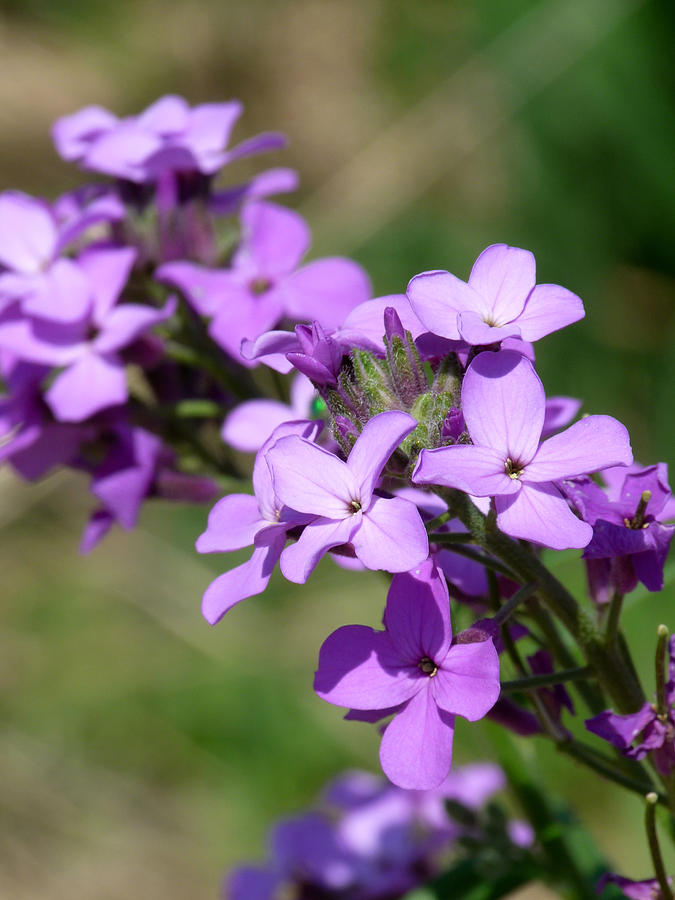 Purple Flowers in Nebraska Photograph by Terry Eve Tanner