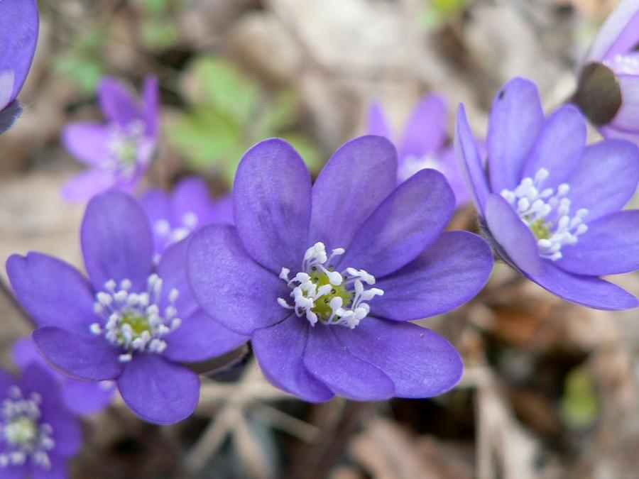 Purple flowers Photograph by Laura Usher | Fine Art America