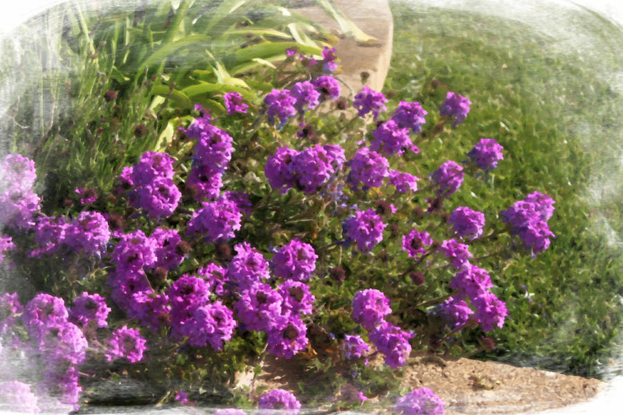 Purple Flowers Photograph by Lauren Serene