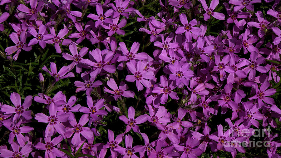 Purple Flowers Photograph by Mareko Marciniak