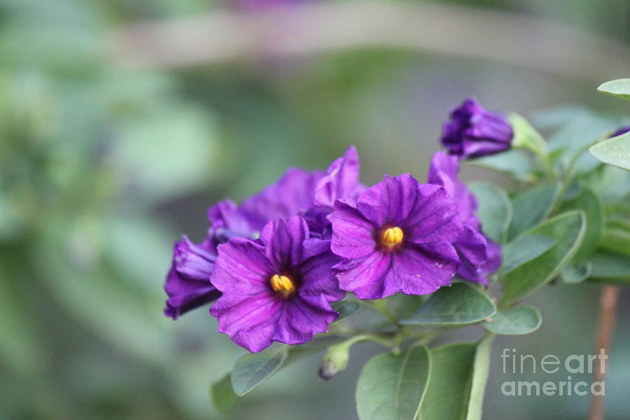Flower Photograph - Purple Flowers by Sheri Simmons