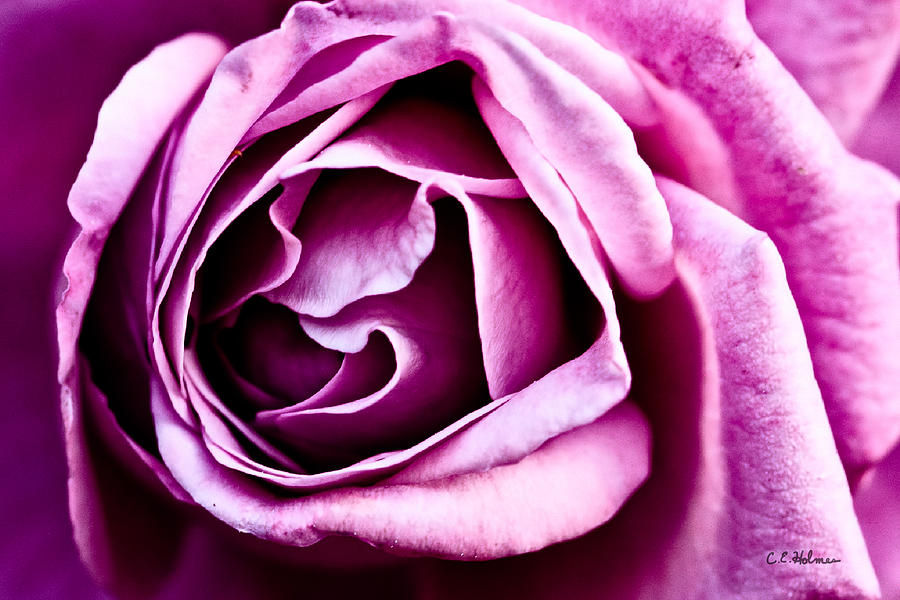 Nature Photograph - Purple Folds by Christopher Holmes