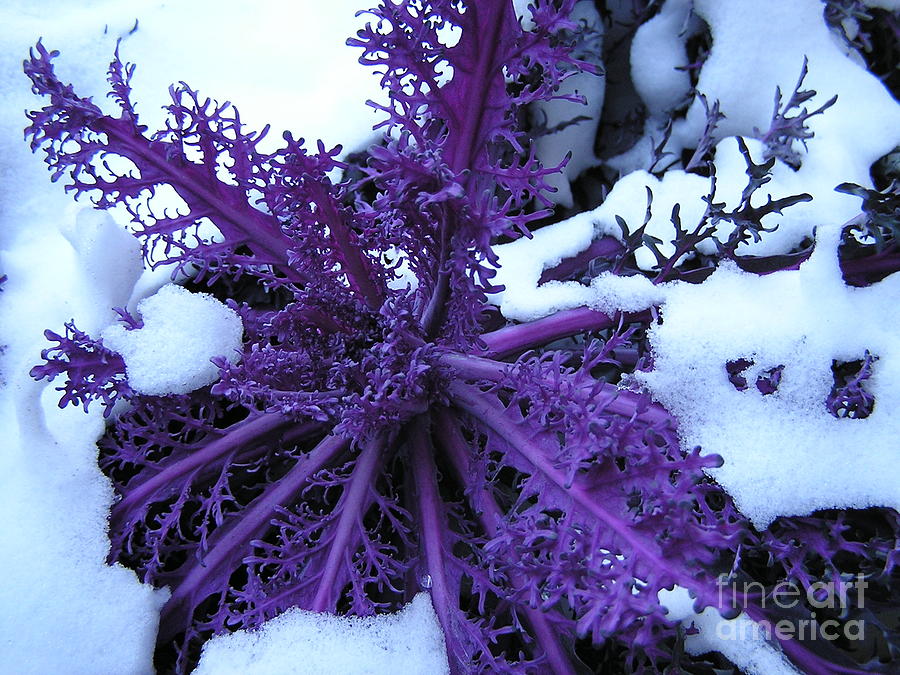 Purple Foliage in Winter Photograph by Christina A Pacillo