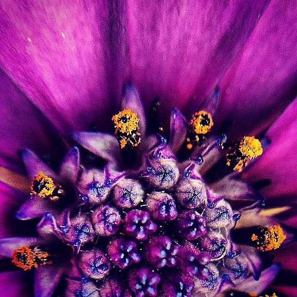 Purple For The #macro_power_hour Photograph by Rebekah Moody