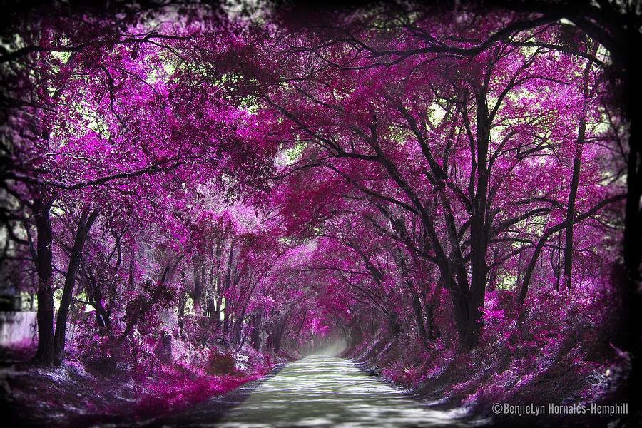 Purple Forest Photograph by BenjieLyn Hemphill