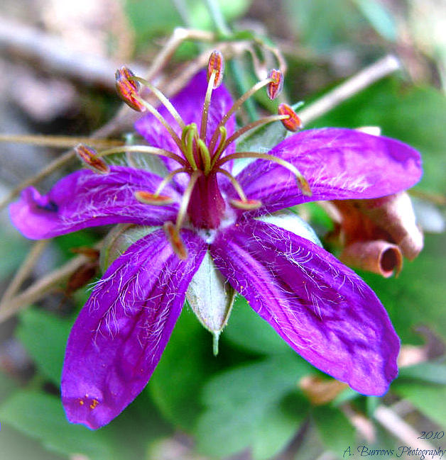 Purple Geranium Photograph by Aaron Burrows