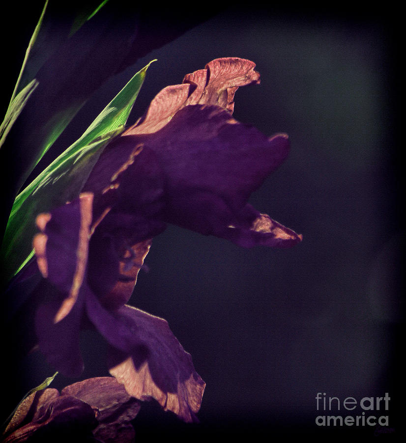 Purple Gladiolus Photograph by Jeff Breiman